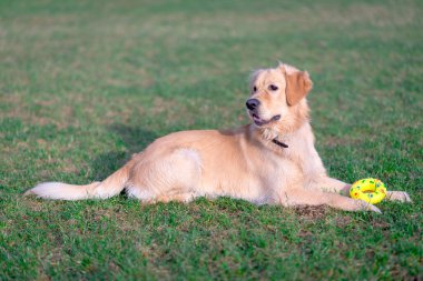 Güzel Golden Retriever köpeği sarı oyuncağıyla açık bir çayırda uzanıyor..