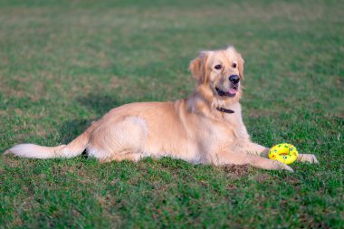 Güzel Golden Retriever köpeği sarı oyuncağıyla açık bir çayırda uzanıyor..