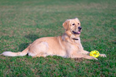 Güzel Golden Retriever köpeği sarı oyuncağıyla açık bir çayırda uzanıyor..