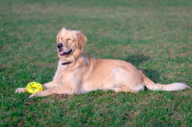 Komik, güzel, Golden Retriever köpeği. Gözleri kapalı, açık..
