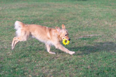 Golden Retriever oyuncağıyla oynuyor. Ayaklarına kadar. Köpek ayakta ya da dışarıda..