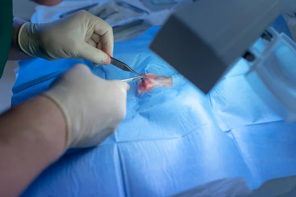 Close Testicle Castration Dog Veterinary Surgeon Focus Testicle Veterinarian Spermatic — стоковое фото