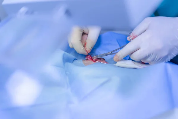 Close Testicle Castration Dog Veterinary Surgeon Focus Testicle Veterinarian Spermatic — Stok fotoğraf