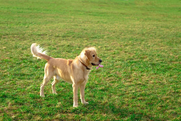 Golden Retriver Oyuncağıyla Oynuyor Onu Ağzında Oyuncak Olarak Tutuyordu Ayaklarına — Stok fotoğraf