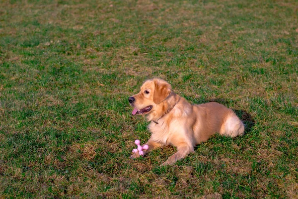 Golden Retriever Spielt Mit Seinem Spielzeug Mit Einem Spielzeug Mund — Stockfoto