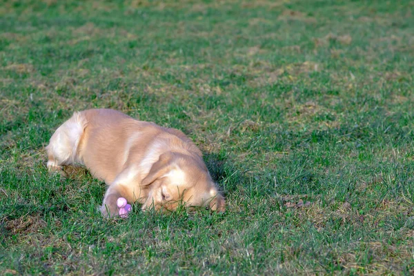 金猎犬玩他的玩具 玩具放在脚上 躺着或跑着 — 图库照片