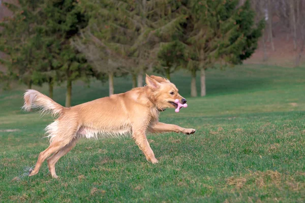 Golden Retriver Brincando Com Seu Brinquedo Segurando Sua Boca Brinquedo — Fotografia de Stock