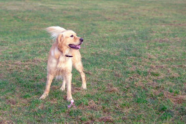 牧草地を走る幸せな黄金のレトリバー 彼は夜に草の上で遊んでジャンプします — ストック写真