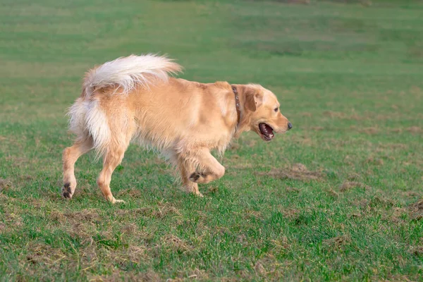 Happy Golden Retriver Τρέχει Meadow Παίζει Και Πηδά Στο Γρασίδι — Φωτογραφία Αρχείου