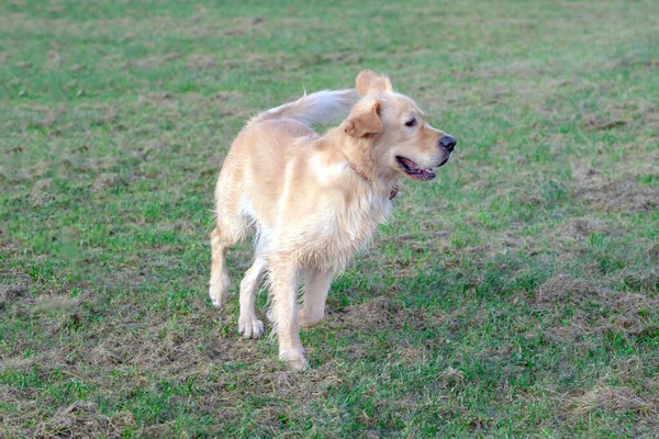 Happy Golden Retriver Τρέχει Meadow Παίζει Και Πηδά Στο Γρασίδι — Φωτογραφία Αρχείου