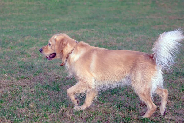 Happy Golden Retriver Τρέχει Meadow Παίζει Και Πηδά Στο Γρασίδι — Φωτογραφία Αρχείου