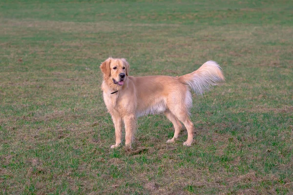 Happy Golden Retriver Τρέχει Meadow Παίζει Και Πηδά Στο Γρασίδι — Φωτογραφία Αρχείου