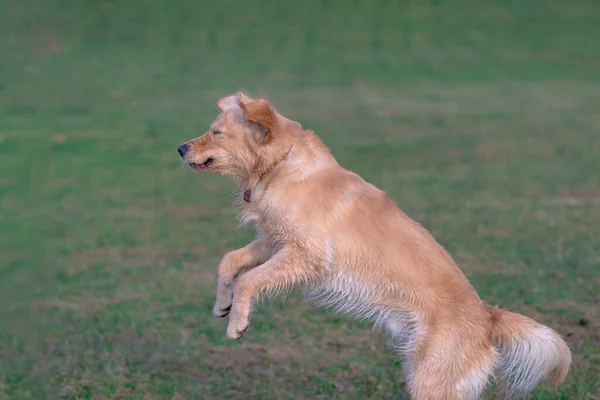 Golden Retriver Otlakta Koşarken Mutlu Olur Akşamları Çimlerin Üzerinde Oynar — Stok fotoğraf