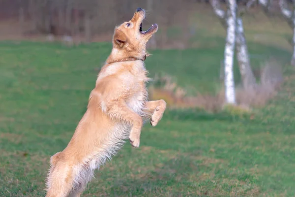 Happy Golden Retriver Działa Meadow Gra Skacze Trawie Wieczór Catch — Zdjęcie stockowe