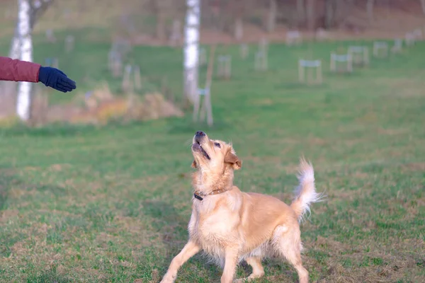 Happy Golden Retriver Działa Meadow Gra Skacze Trawie Wieczór Catch — Zdjęcie stockowe