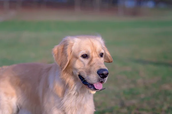 Ritratto Golden Retriever Testa Golden Retriever Confusa Intelligente Divertente Interessata — Foto Stock