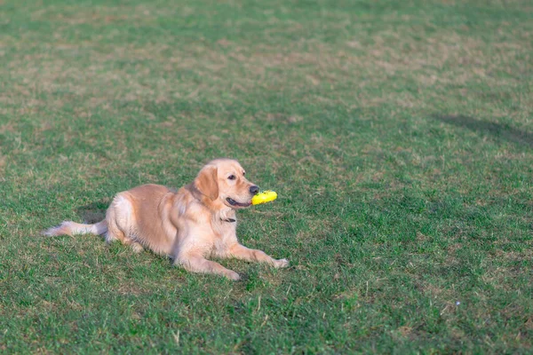 Güzel Golden Retriever Köpeği Sarı Oyuncağıyla Açık Bir Çayırda Uzanıyor — Stok fotoğraf