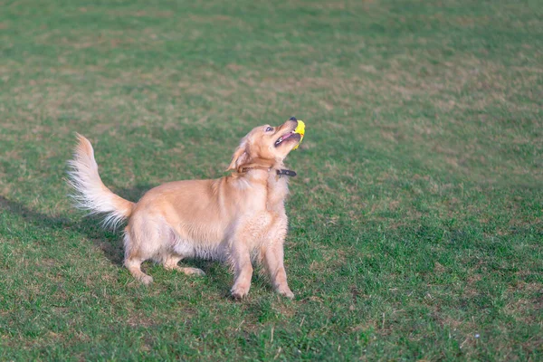 Pretty Crazy Golden Retriver Plays Jumps Grass Green Meadow — Stock Photo, Image