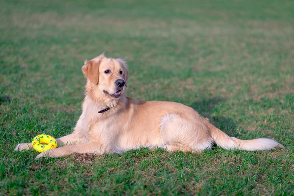 Bellissimo Cane Golden Retriever Sdraiato Con Suo Giocattolo Giallo Prato — Foto Stock