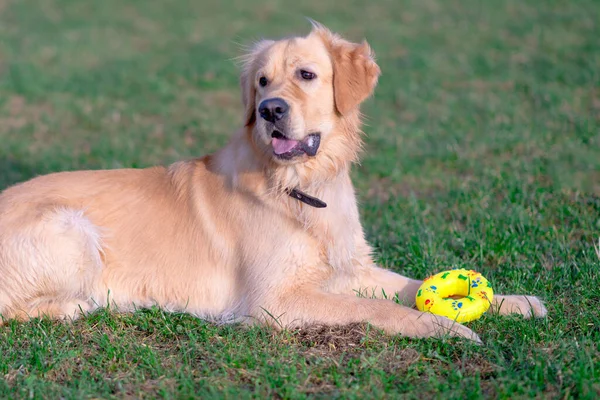 Güzel Golden Retriever köpeği, sarı oyuncağıyla dışarıda çayırda uzanıyor..