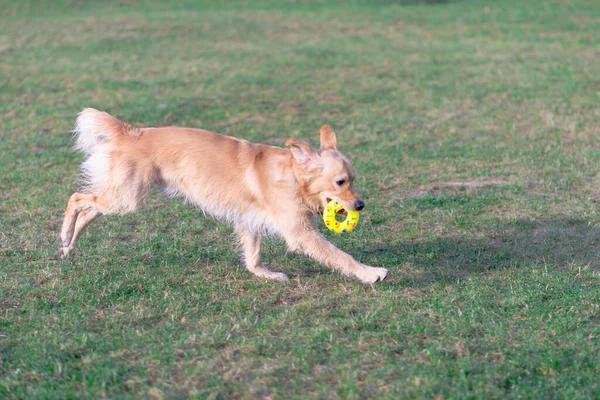 Золотий Ретривер Грає Своєю Іграшкою Іграшкою Ноги Собака Стоїть Або — стокове фото