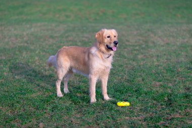 Golden Retriever oyuncağıyla oynuyor. Ayaklarına kadar. Köpek ayakta ya da dışarıda..