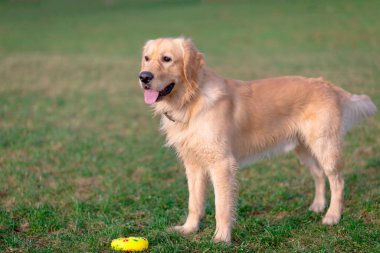 Golden Retriever oyuncağıyla oynuyor. Çayırda duran köpek..