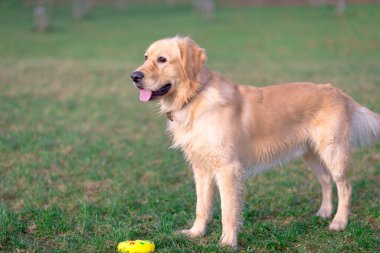 Golden Retriever oyuncağıyla oynuyor. Çayırda duran köpek..