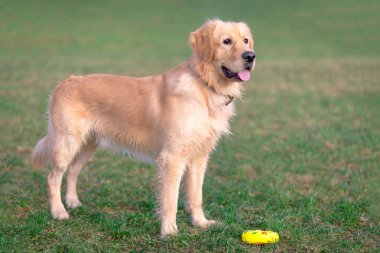 Golden Retriever oyuncağıyla oynuyor. Çayırda duran köpek..