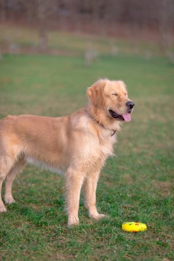 Gözleri kapalı güzel bir golden retriever köpeği..