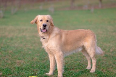 Altın sevimli av köpeği oyuncağıyla oynuyor. Çayırda duran köpek..
