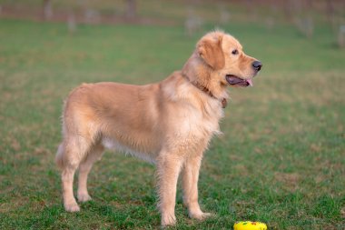 Altın sevimli av köpeği oyuncağıyla oynuyor. Çayırda duran köpek..