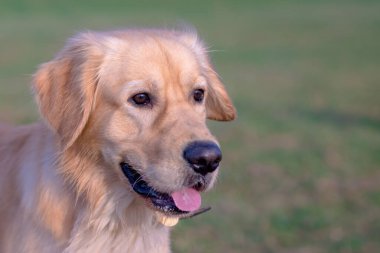 Altın bir av köpeğinin portresi. Golden Retriever 'ın kafası karışmış, zeki, komik ve ilgili bir fotoğrafı..