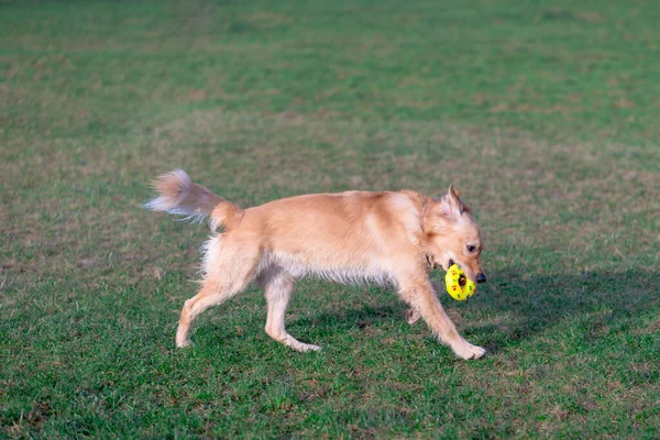 ゴールデンレトリバーは彼の足におもちゃで遊んでいます 犬が立っているか横になっています — ストック写真