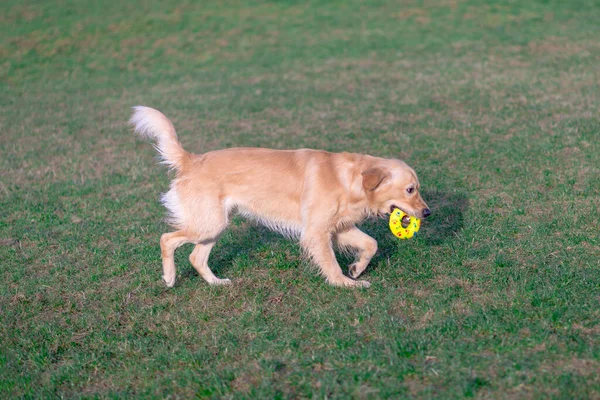 Golden Retriever Παίζει Toy Toy Του Για Πόδια Του Σκυλί — Φωτογραφία Αρχείου