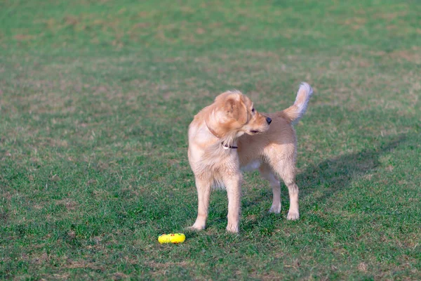 Golden Retriever Oyuncağıyla Oynuyor Ayaklarına Kadar Köpek Ayakta Dışarıda — Stok fotoğraf