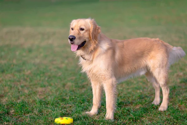 Golden Retriever Παίζει Παιχνίδι Του Σκύλος Στέκεται Ένα Λιβάδι — Φωτογραφία Αρχείου