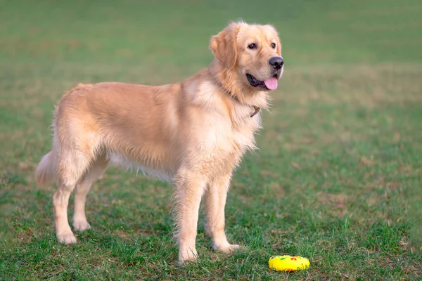 Золотой Ретривер Играющий Своей Игрушечной Собакой Стоящей Мясорубке — стоковое фото