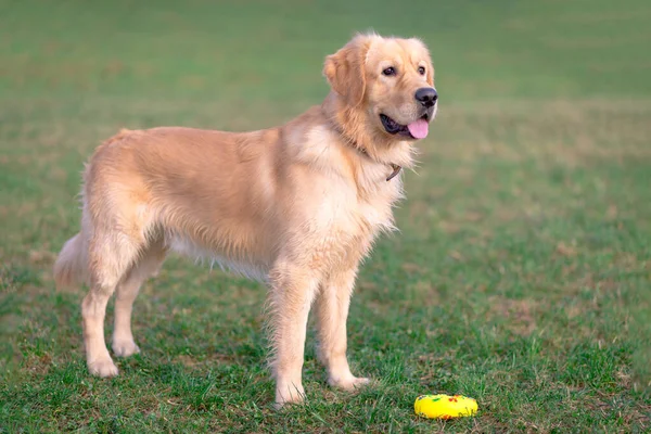 Golden Retriever oyuncağıyla oynuyor. Çayırda duran köpek..