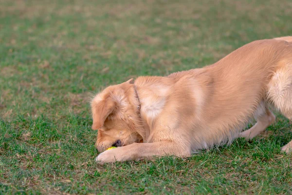 Gyllene Härlig Retriever Leker Med Sin Leksakshund Stående Ängen — Stockfoto