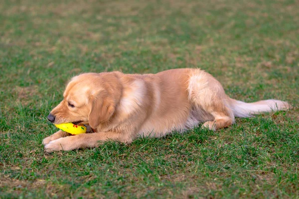 Altın Sevimli Köpeği Oyuncağıyla Oynuyor Çayırda Duran Köpek — Stok fotoğraf