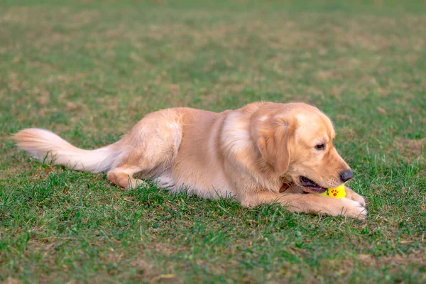 Golden Precioso Retriever Jugando Con Juguete Dog Pie Prado —  Fotos de Stock