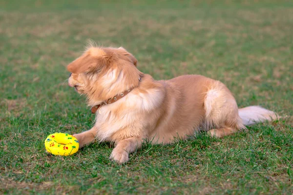 Altın Sevimli Köpeği Oyuncağıyla Oynuyor Çayırda Duran Köpek — Stok fotoğraf