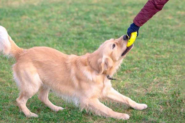 Golden Lindo Retriever Jogando Com Seu Toy Dog Tentando Tirar — Fotografia de Stock
