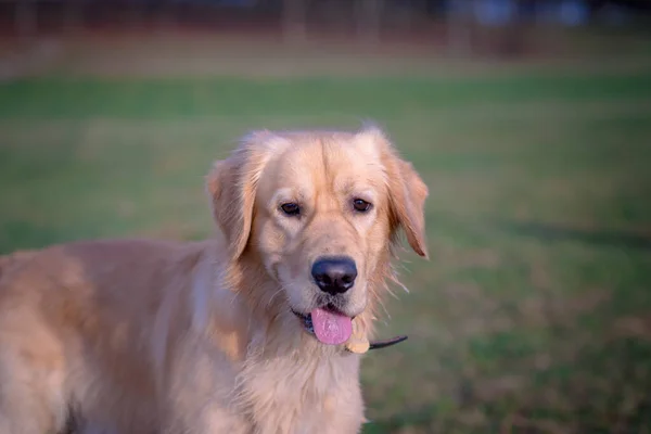 Portrait of a golden lovely retriever.Head shot of Golden Retriever looking confused, smart, funny,interested.