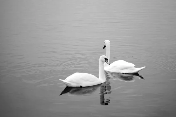 Two swans floating on the water.Two swans on the lake