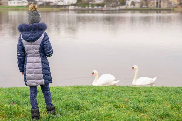 Two white swans waiting for food.Girl feeding two swans outdoor.the girl takes a fall leaf. Weekend activity.