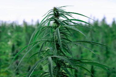 Kenevir tarlasında marihuana bitkisi