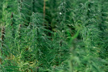 Esrar yaprakları, karanlık bir arka planda esrar, güzel bir arka plan, kapalı alanda tarım