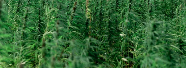 Marijuana Leaves Cannabis Dark Background Beautiful Background Indoor Cultivation — Stock Photo, Image